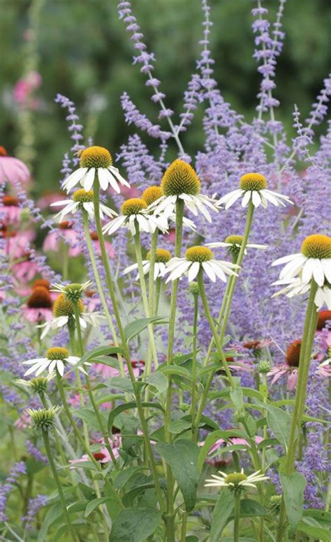 Wildflower | Native, Annual & Perennial | Britannica