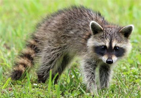 Why are Raccoons Endangered on Cozumel? – stingrayvilla.com