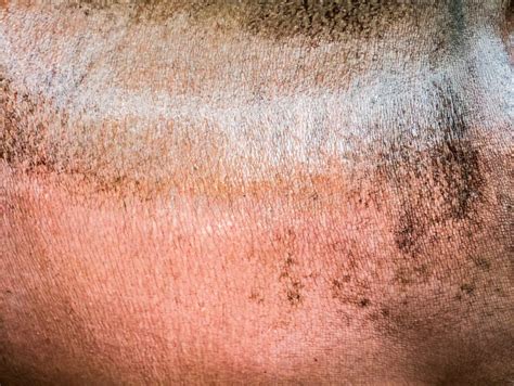 Hippo skin stock photo. Image of animal, skin, texture - 34276308