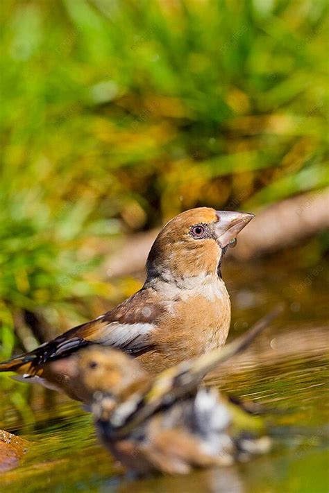 Hawfinchmediterranean Forestspain Birdwatching Habitat Nature Photo Background And Picture For ...