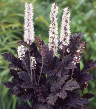 Actaea (syn. Cimicifuga): Bugbane | Portland Nursery