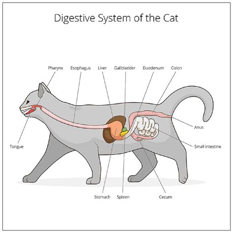 Blocco Intestinale Nel Gatto Cause Sintomi E Terapia Petsblog ...