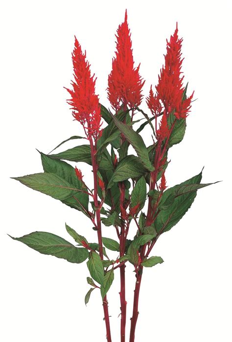 CELOSIA plumosa CENTURY RED - Muller Seeds