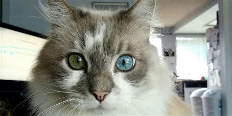 This Senior Cat Changes His Eye Color Over the Year - Love Meow