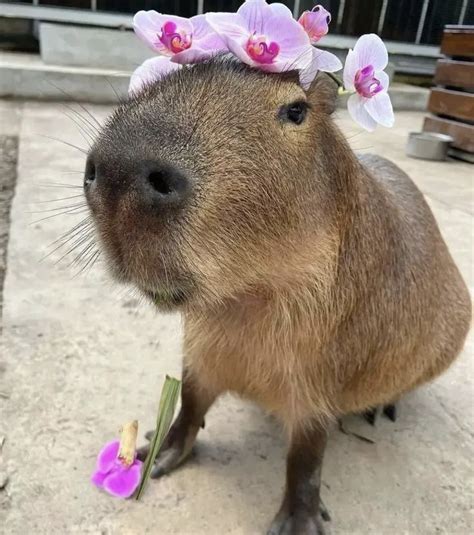 capybara flowercrown | Capybara, Baby capybara, Cute little animals