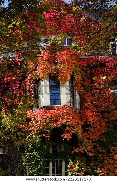 Facade House Covered Grapevines Beautiful Colorful Stock Photo 2223117173 | Shutterstock