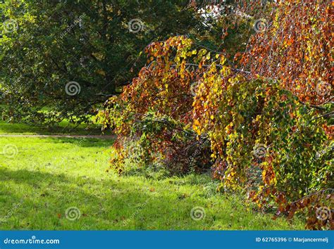 Weeping Beech Tree Autumn Colorful Foliage Background Stock Photo - Image of texture, detail ...