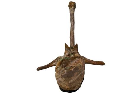 13.4" Fossil Hadrosaur (Brachylophosaurus) Dorsal Vertebra - Montana ...