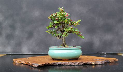 Bonsai Cotoneaster - Guide d'entretien | Maitre Bonsai