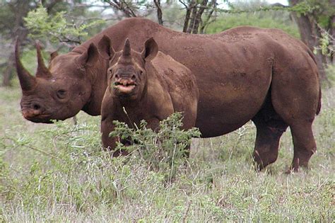 Black rhino hunting permit sold at conservation auction