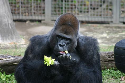 Gorilla Animals of Audubon Zoo New Orleans Louisiana Photograph by Sean Gautreaux - Fine Art America