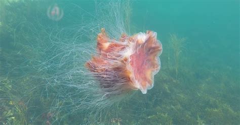 Lion's Mane Jellyfish Pictures, Facts, Lifecycle, Habitat, Diet