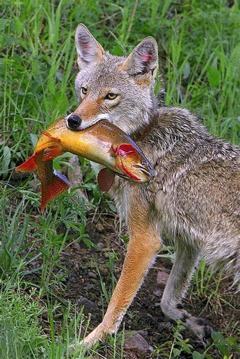 coyote catch a fish | Animals beautiful, Animals wild, Wild dogs