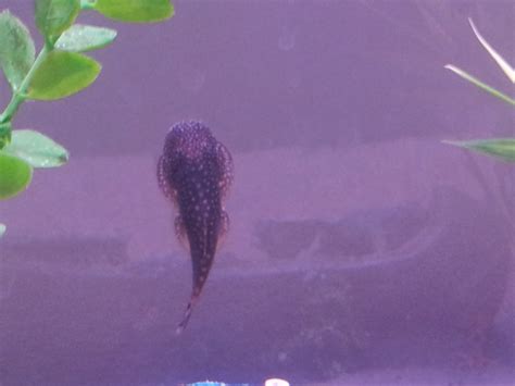 hong kong pleco diet - Aquarium Advice - Aquarium Forum Community