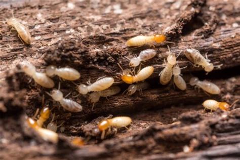 √ Protect Your Home: 4 Termite Prevention Tips You Can Use Today