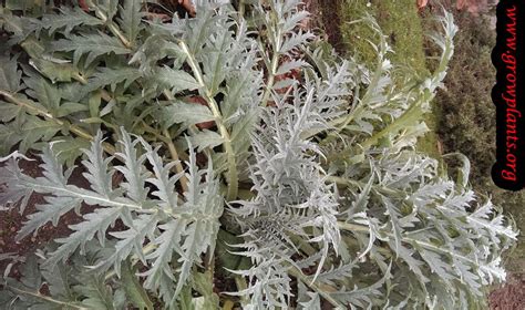 Growing Cardoon | Cardoon, Plant seedlings, Diy succulent terrarium