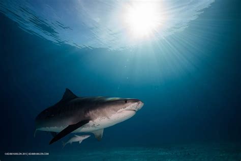 Open wide: Go inside the mouth of a tiger shark | Sharks | Earth Touch News