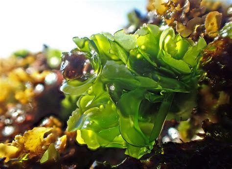 Sea lettuce - Ulva sp. #marineexplorer | Edible seaweed, Vascular plant, Plants