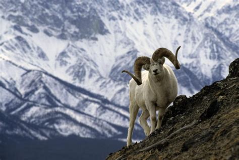 Dall Sheep Facts, Size, Color, Diet, Habitat, and Pictures