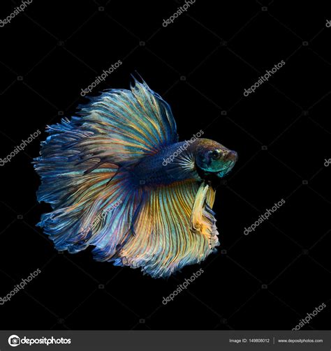 Betta fish thailand — Stock Photo © Appstock #149808012