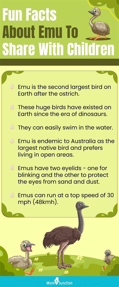 Interesting Emu Facts And Information For Kids | MomJunction