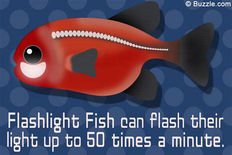 Mind-blowing and Interesting Facts About the Flashlight Fish | Fishapedia Wiki | Fandom