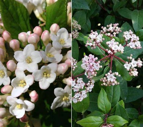 Viburnum Dentatum Varieties