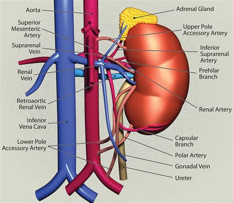 Radiologic Assessment of Native Renal Vasculature: A Multimodality Review | RadioGraphics