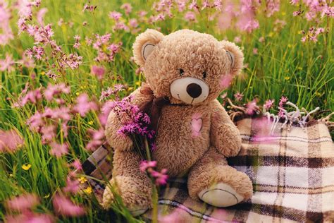 Download Teddy Bear Flower Man Made Stuffed Animal 4k Ultra HD Wallpaper