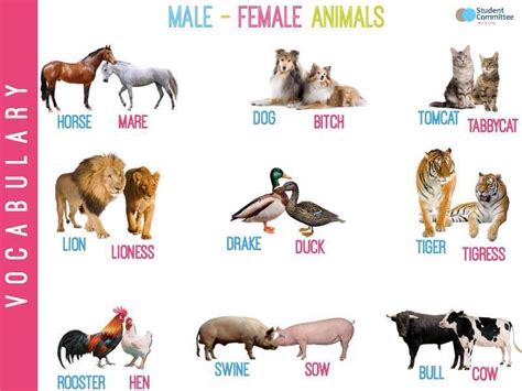 Forum | . | Fluent LandVocabulary: Gender of Animals | Fluent Land ...