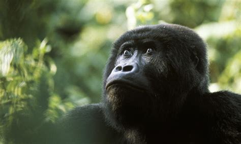 eastern lowland gorilla why they matter | Photos | WWF