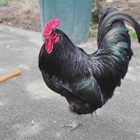 Discover Australorp Chicken: Eggs, Height, Size and Raising Tips