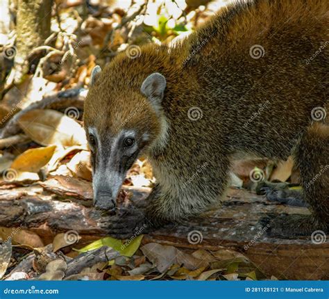 White- Nosed Coati stock image. Image of claws, tropical - 281128121