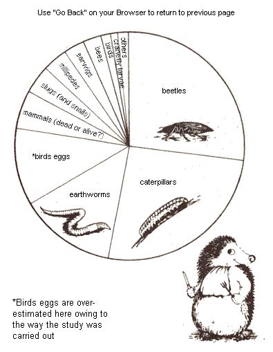 life cycle of a hedgehog - skyofsangatsuandhellofrokugatsu