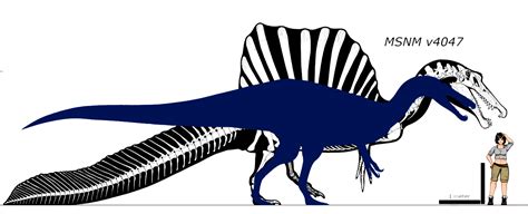 Spinosaurus and Suchomimus size comparison by Falcon9. Two very based Spinosaurids. | Fandom