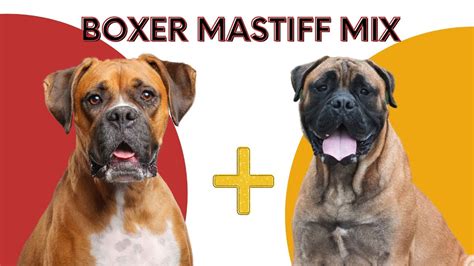 Amazing Boxer Mastiff Mix - The Ultimate Guide - YouTube