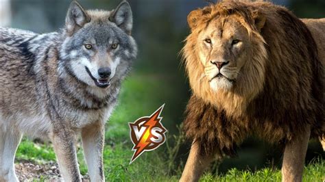 Wolf vs Lion - Who Would Win a Fight? - YouTube