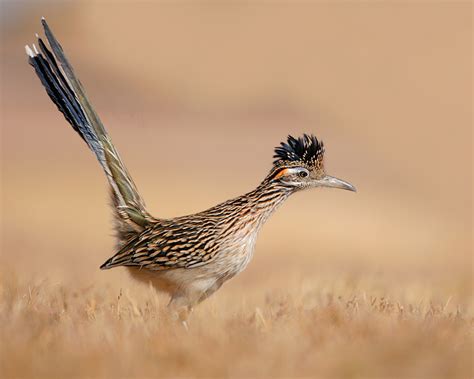 Greater Roadrunner 1