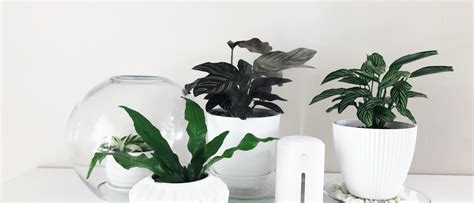 How To Increase Humidity For Houseplants - Botanical Brunette