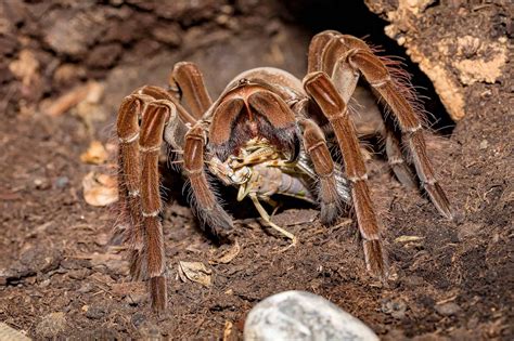 50 Thrilling Tarantula Facts That Are Too Big To Miss