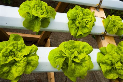 Hydroponic Lettuce Growing - GROZINEGROZINE