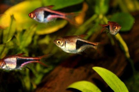 Harlequin rasbora - Alchetron, The Free Social Encyclopedia