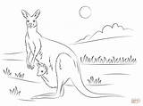 Cute Kangaroo With A Joey coloring Page  Free Printable Coloring Pages sketch template