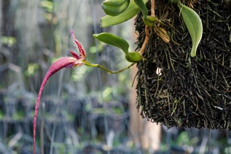 Bulbophyllum Orchid: Beginner's Care Guide - Brilliant Orchids