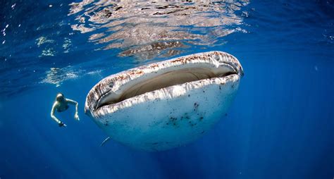 The largest fish in the world: The Whale Shark (Cancun - Mexico)