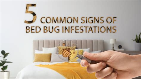 5 Common Signs of Bed Bug Infestations