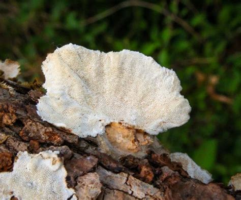 Turkey Tail Mushroom Identification: Unveiling the Secrets of this ...