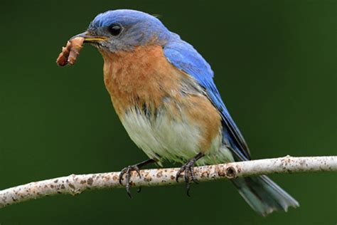 Attracting MORE Insects with Native Plants: Part 3 – Bird Food and ...