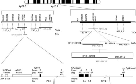 Drawing of the human X chromosome showing the structure of the two ...