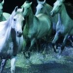 Spectacular Cavalia - Campus Magazine